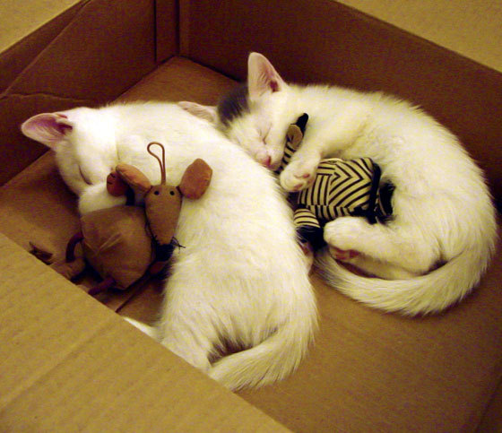 中超联赛市场化程度分析，中超联赛的参与机制