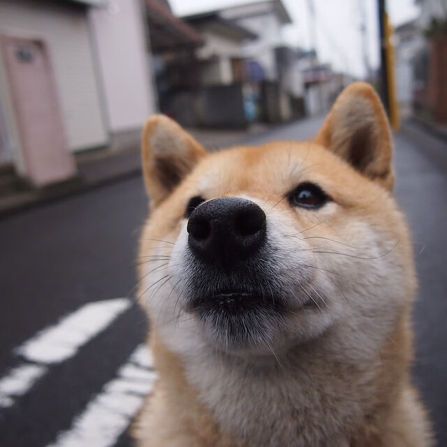 加拿大队未来前景:如何增强团队协作,提升整体作战能力,加拿大队员
