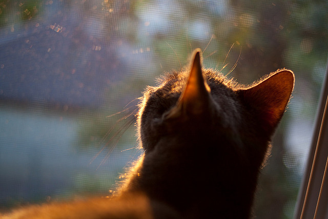 球星单节爆发是否源自节奏掌控能力，nba球员单节得分排名