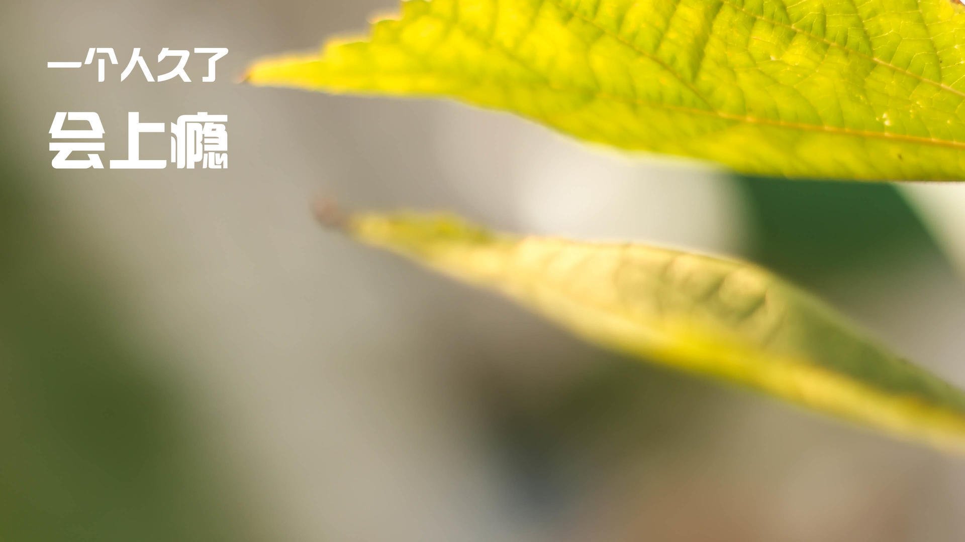 中国女排参加友谊赛检验实战能力,中国女排参加综艺节目