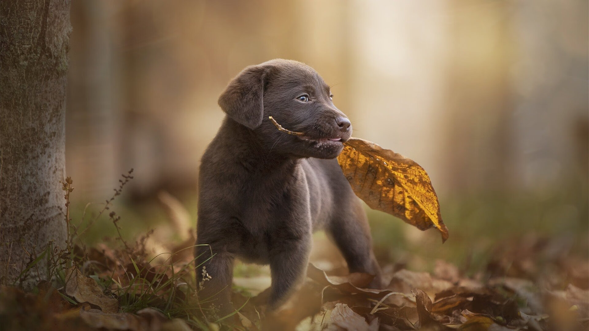 中国足球俱乐部鼓励退役球员参与校园讲座，足球队退役